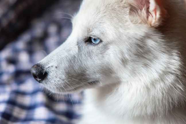 close up photo of blue eyed white fur dog